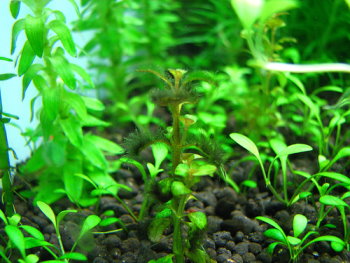 洗水管, 水族箱, 黑毛藻